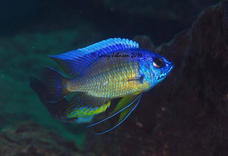 Copadichromis borleyi 'Mara Rocks'